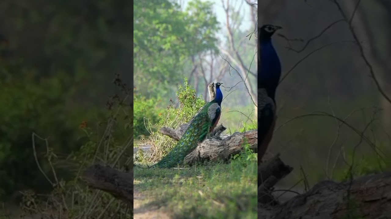 Suara Burung Merak yang Menawan 🦚