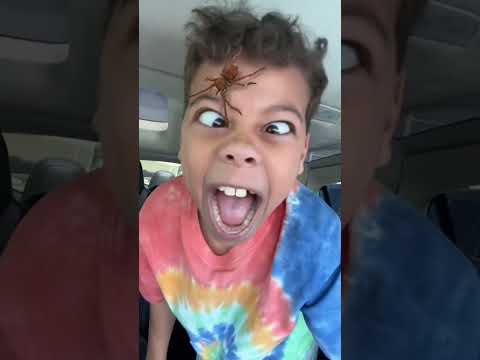 SPIDER On FACE PRANK!! 🤣🤣