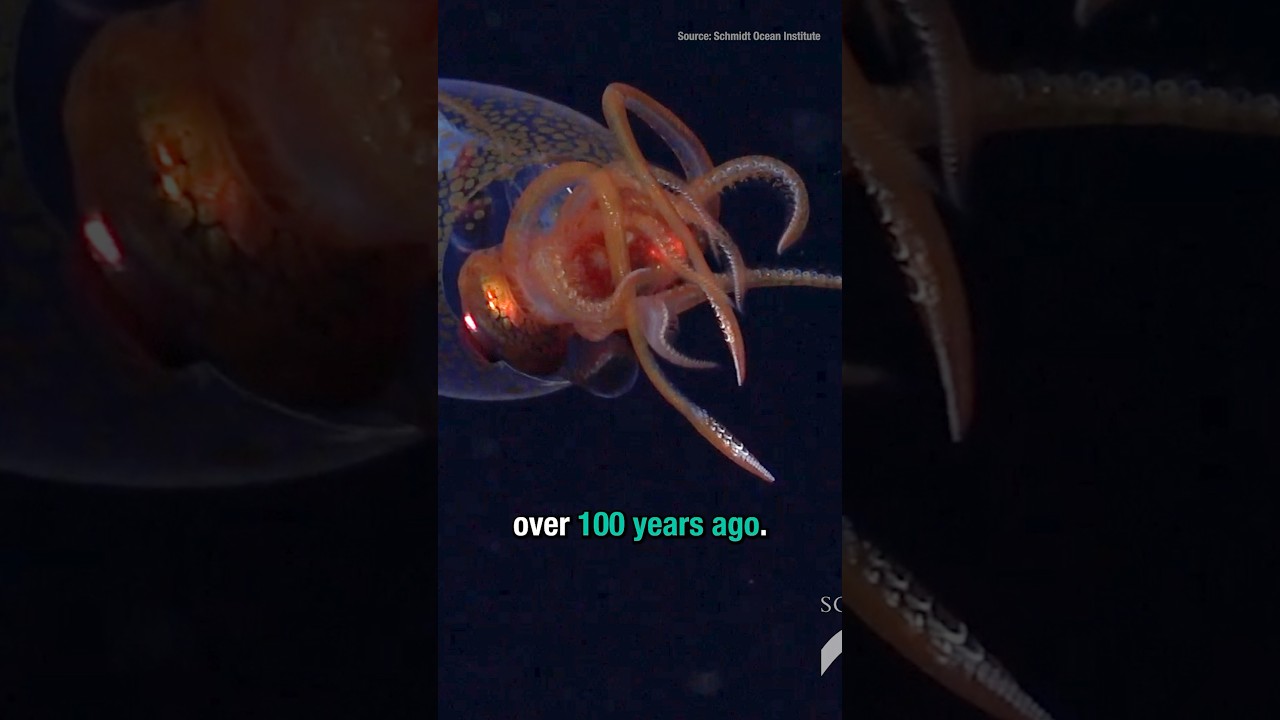 First Live Baby Colossal Squid Sighted 🦑