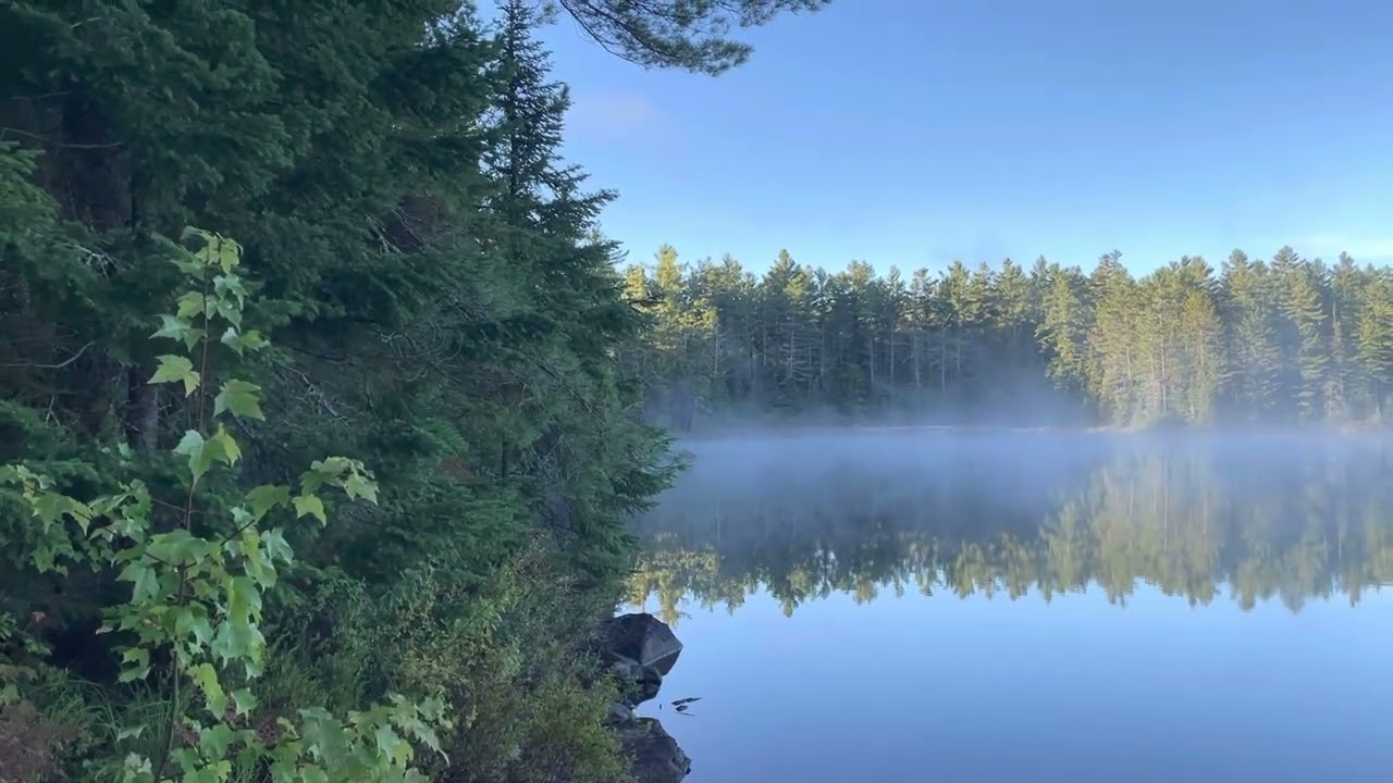 Morning Wolf Howl in Algonquin Park ๐บ