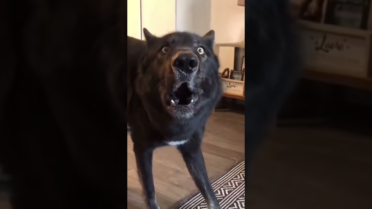 Джэк в шоке 😂