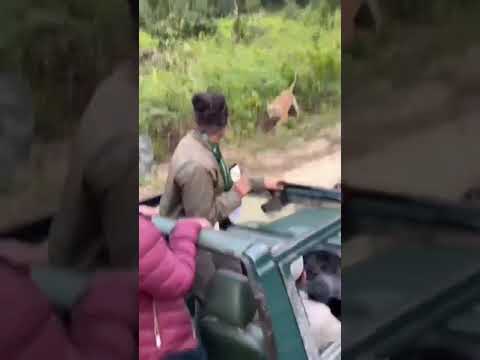 Tiger Attacks During Kabini Safari π