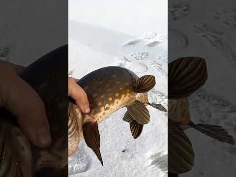 щука на жерлицы, зимняя рыбалка #рыбалка #щука #жерлицы