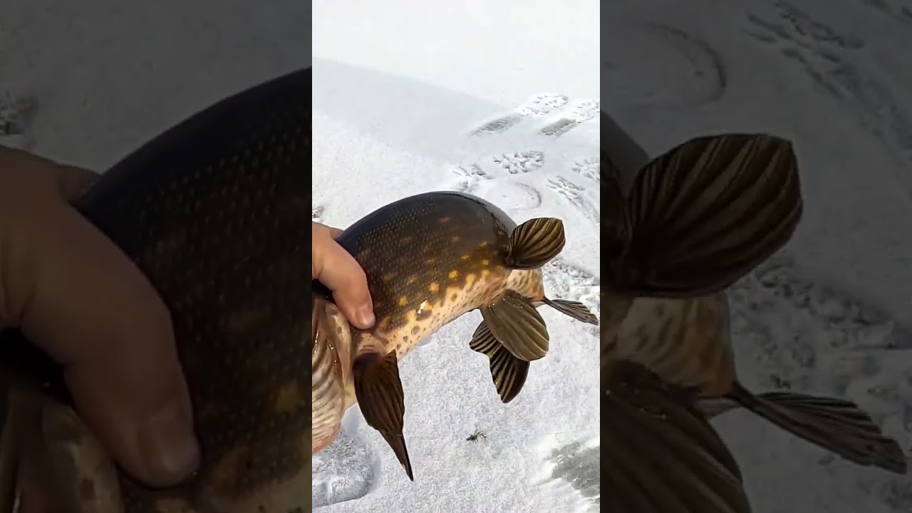 Зимняя рыбалка: как ловить щуку на жерлицы ❄️