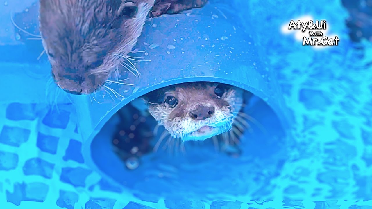 Funny Otters Playing in the New Pipe [Otter Life Day 911]