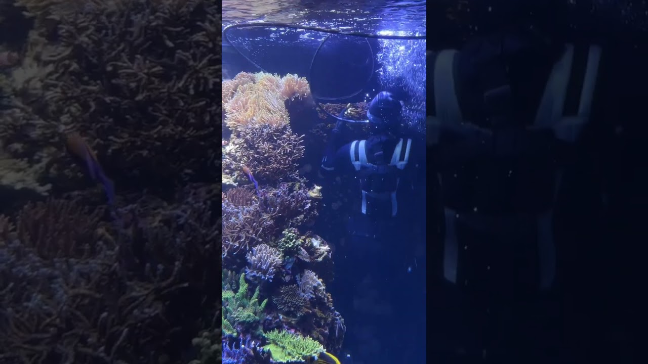 17,000 Gallon Fish Tank Dive! 🥽