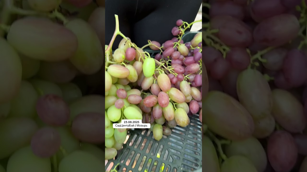 Питомник растений в Мозыре 🌱