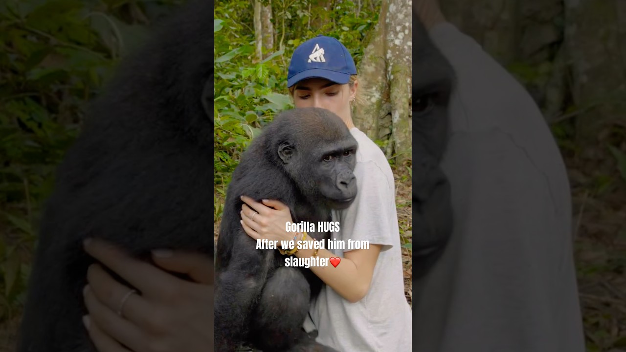 Gorilla Hugs Rescuer ❤️🫶