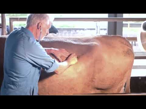 Cow Clinical Examination Guide 🐄