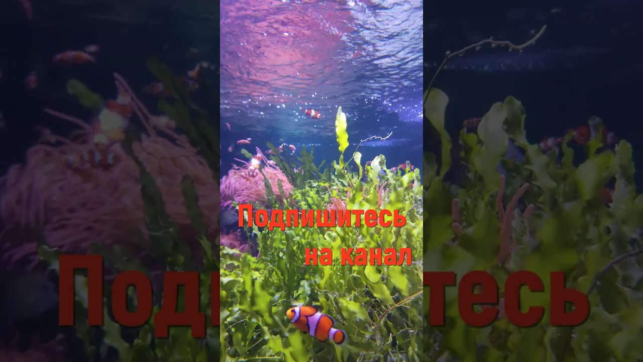 ЛУЧШАЯ РЕЛАКС МУЗЫКА #shorts #music #beautifulmelody