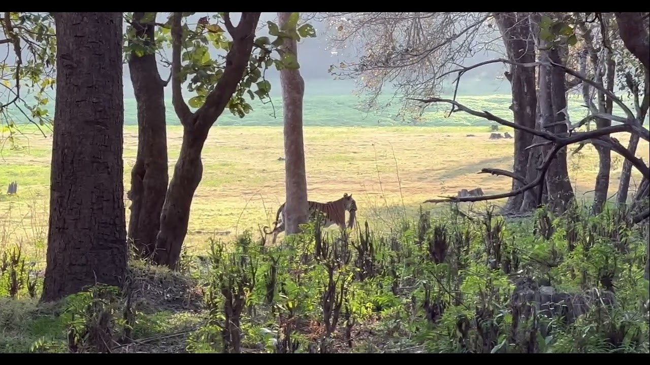 KABINI Wildlife: Tiger Hunting in Karnataka 🐅