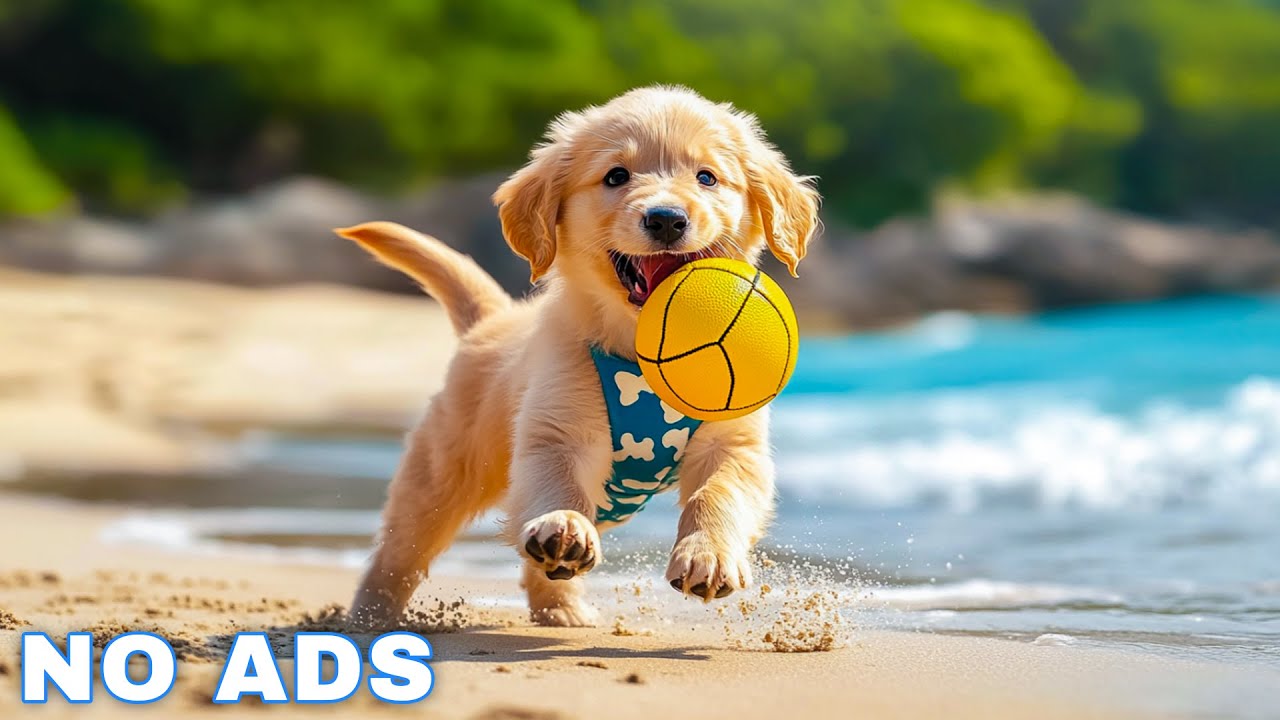 12H Dog Calming Music for Anxiety & Separation Relief 🐶