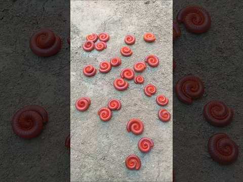 MILLIPEDE FOLLOWED ME #millipede #animals #unique