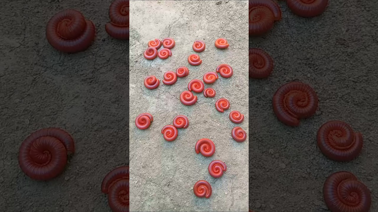 Caught on Camera: A Millipede Followed Me! 🐛