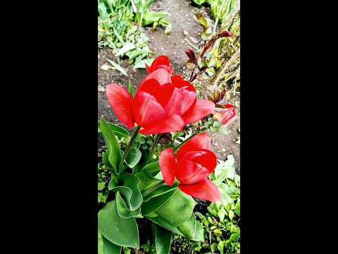 Потрясающая музыка для души Сергея Чекалина