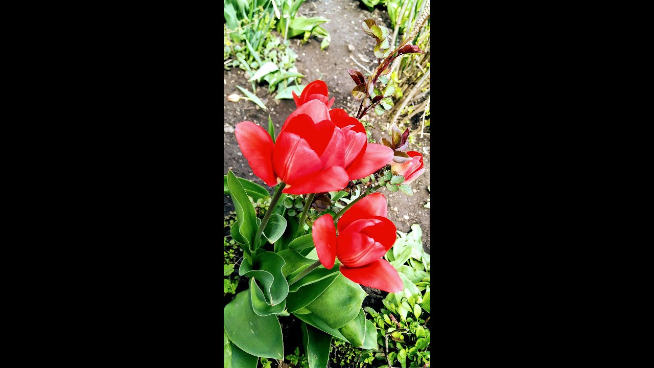 Музыка Сергея Чекалина — Весенний сад 🌸