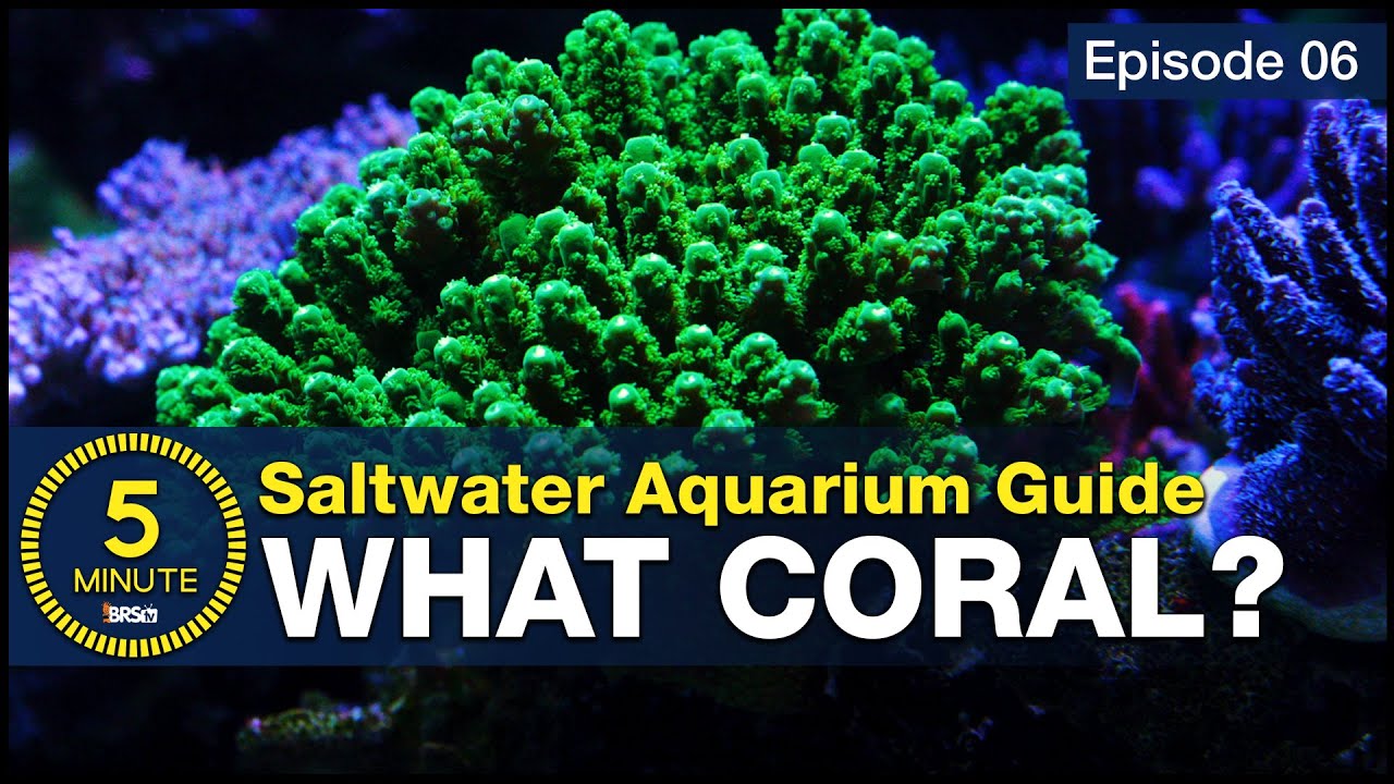 10 Top 10 Easy & Beautiful Beginner Corals for Your Reef Tank 🌊