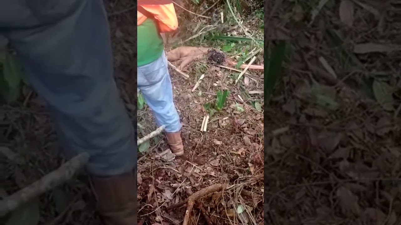 Mengapa Harimau Bisa Memakan Manusia? 🐅 Penjelasan Lengkap