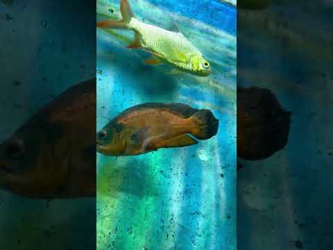 #fish #babyshark #trend #seriousroleplay #happy #aquarium #fun #naturephotography #deepsea #ocean