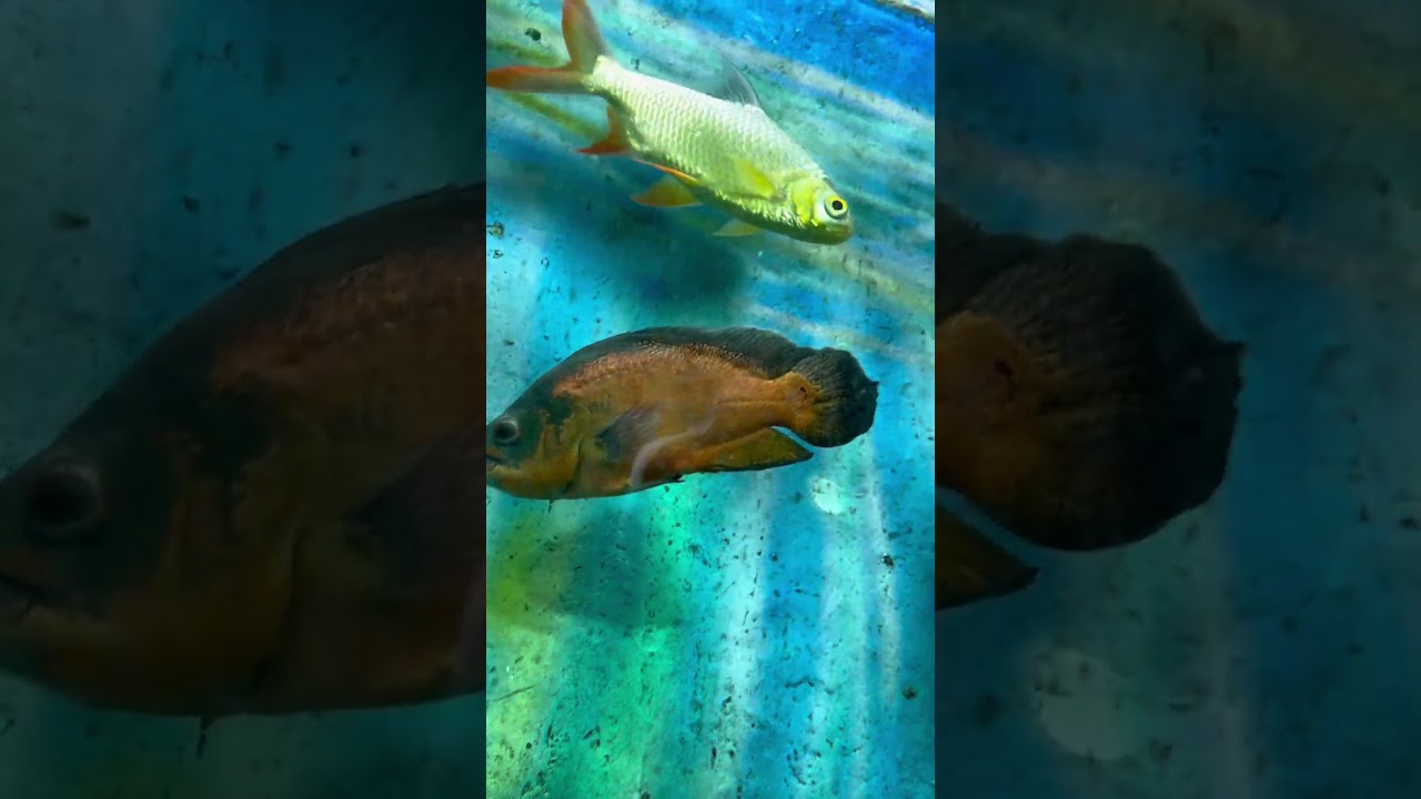 Dive into the Fun: Baby Shark Adventures & Ocean Wonders 🦈