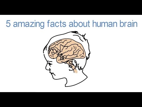 5 Fascinating Facts About the Human Brain 🧠