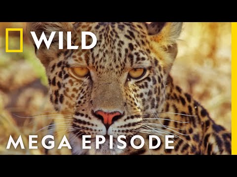 Savage Kingdom Season 2: The Fight for Survival - Full Mega Episode