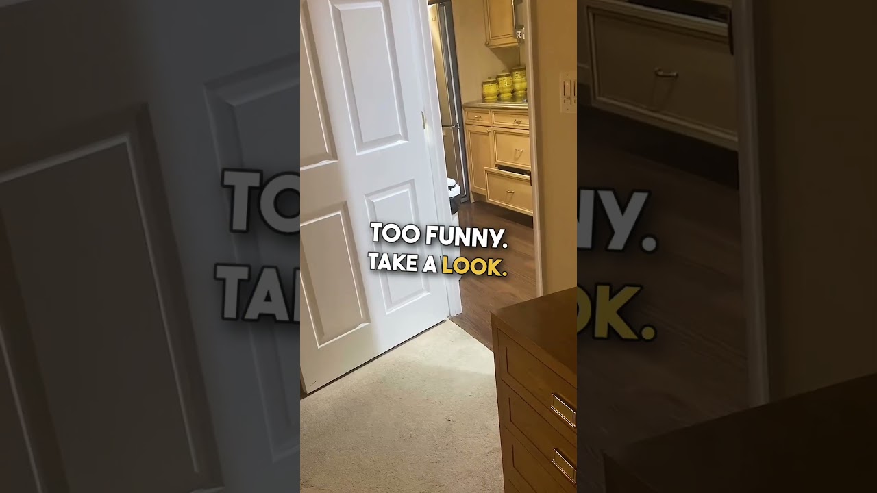 He Truly Is a French Bulldog 🤣