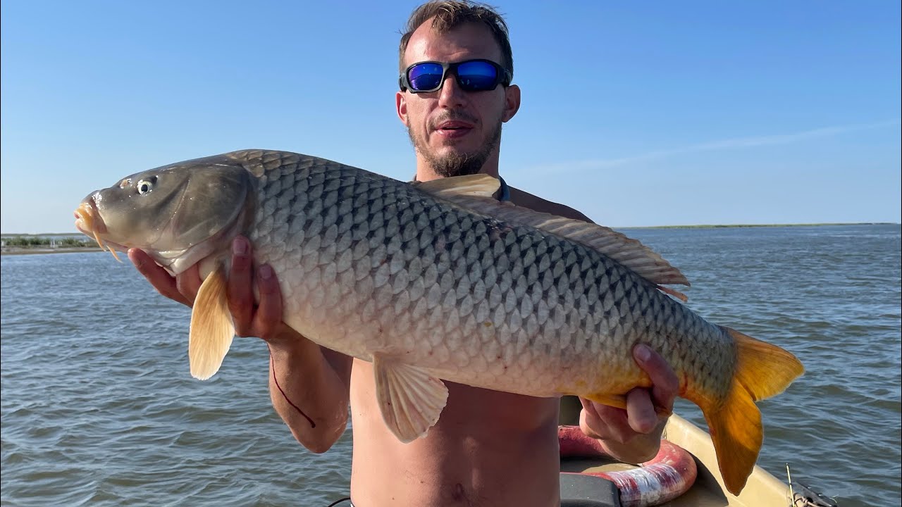 Крупные сазаны тянут удочки 🎣 — Трофейная рыбалка на раскатах