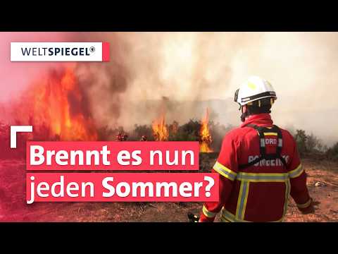 Waldbrandgefahr: Wird es durch die Klimakrise immer gefährlicher? Weltspiegel fragt