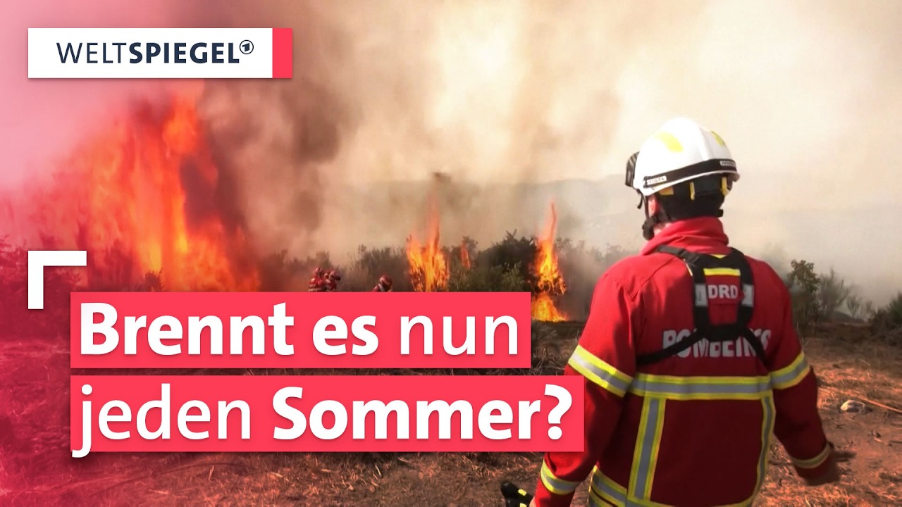 Klimawandel und Waldbrände: Wird die Gefahr immer größer? 🌲🔥