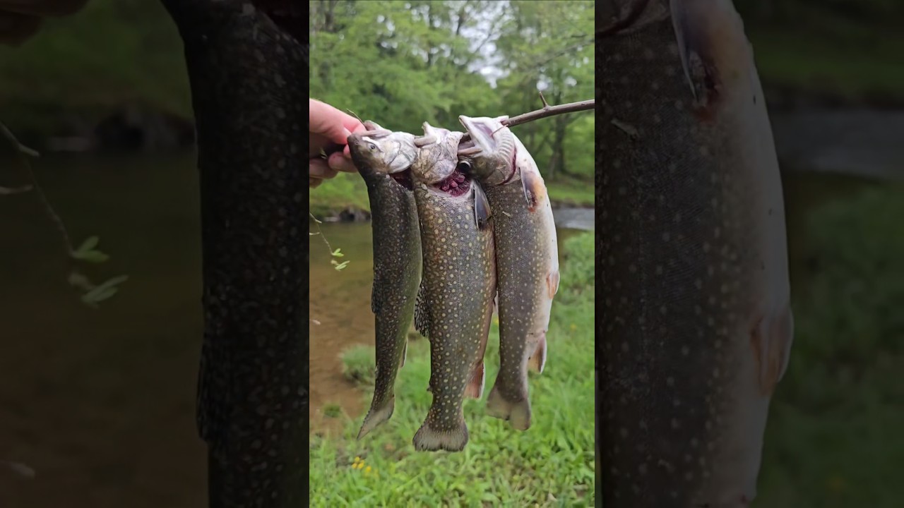 Trout Fishing with Altoids Tin Survival Kit 🎣