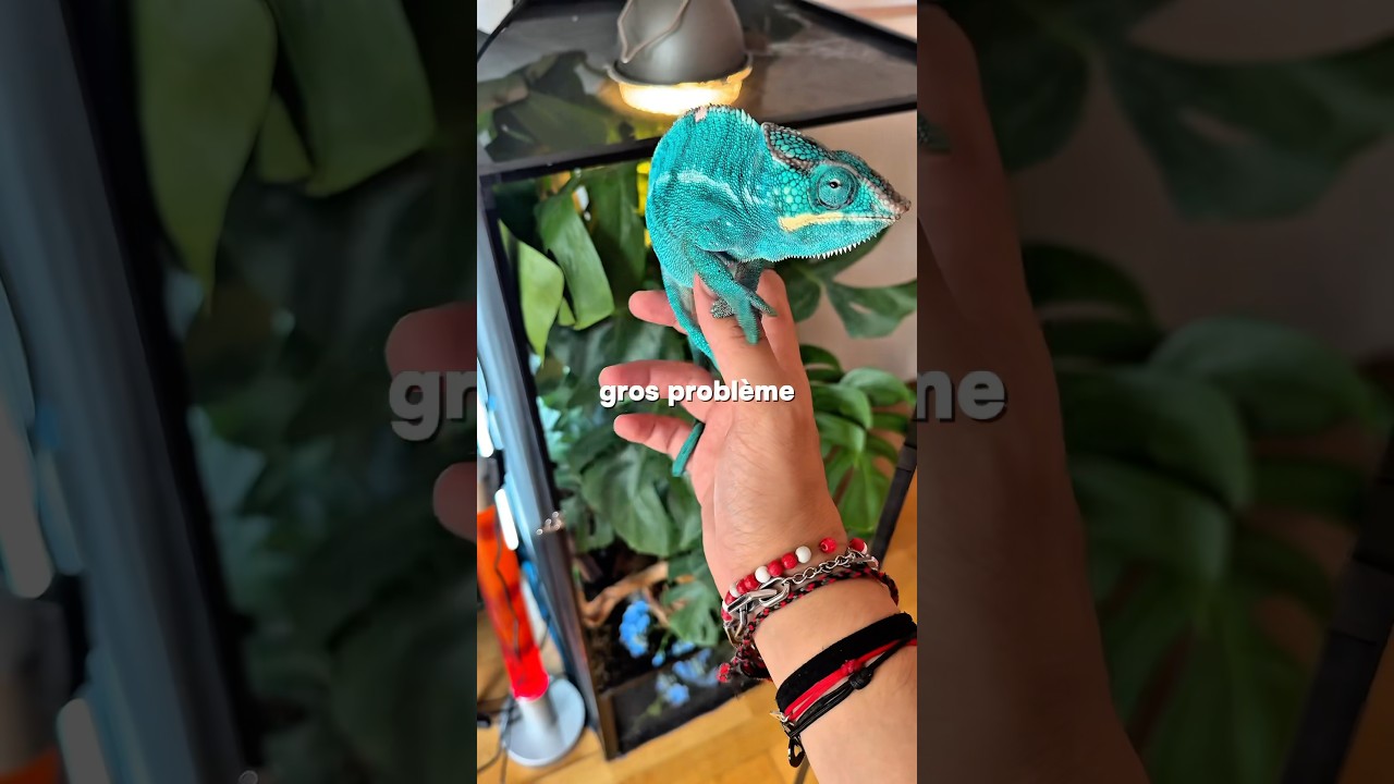 Problème avec mon caméléon 🦎
