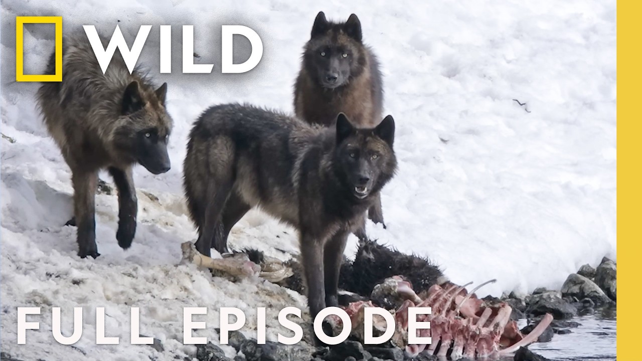 Wild Wolves: Pack Life in Yellowstone 🐺