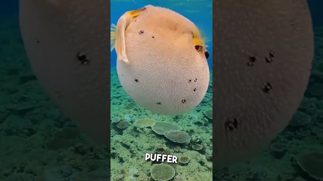 Pufferfish Wonders & Hidden Dangers 🐡