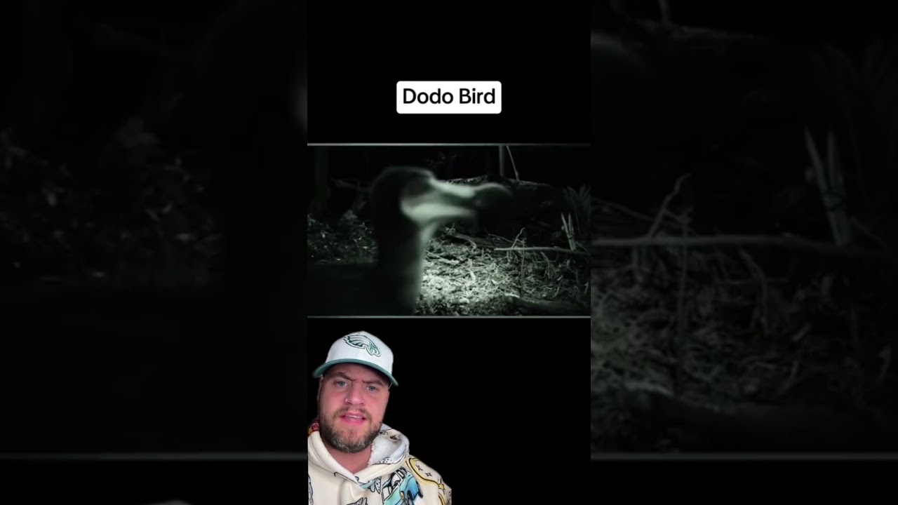 Rare Extinct Animals Caught on Camera 🦏