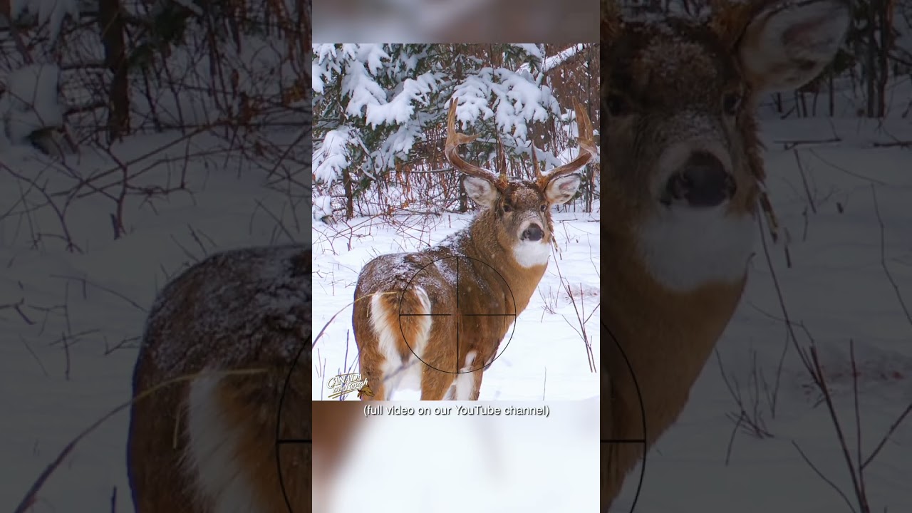 Best Shots for Deer Hunting 🎯 | Saskatchewan Tips