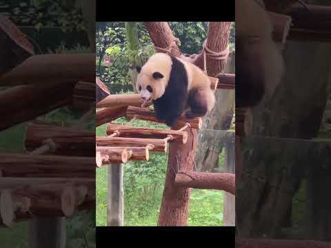Funny Panda Videos #shorts #Funny #animals #pets #panda
