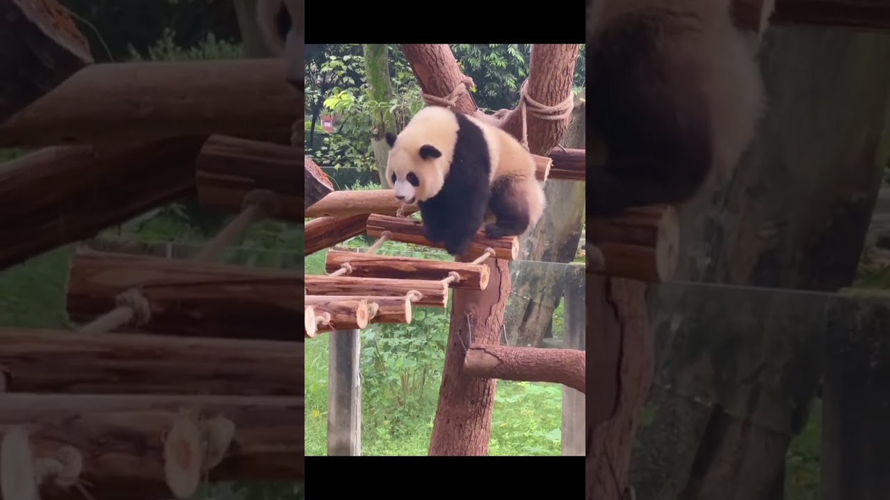 Hilarious Panda Moments 🐼 | Must-See Funny Animal Videos