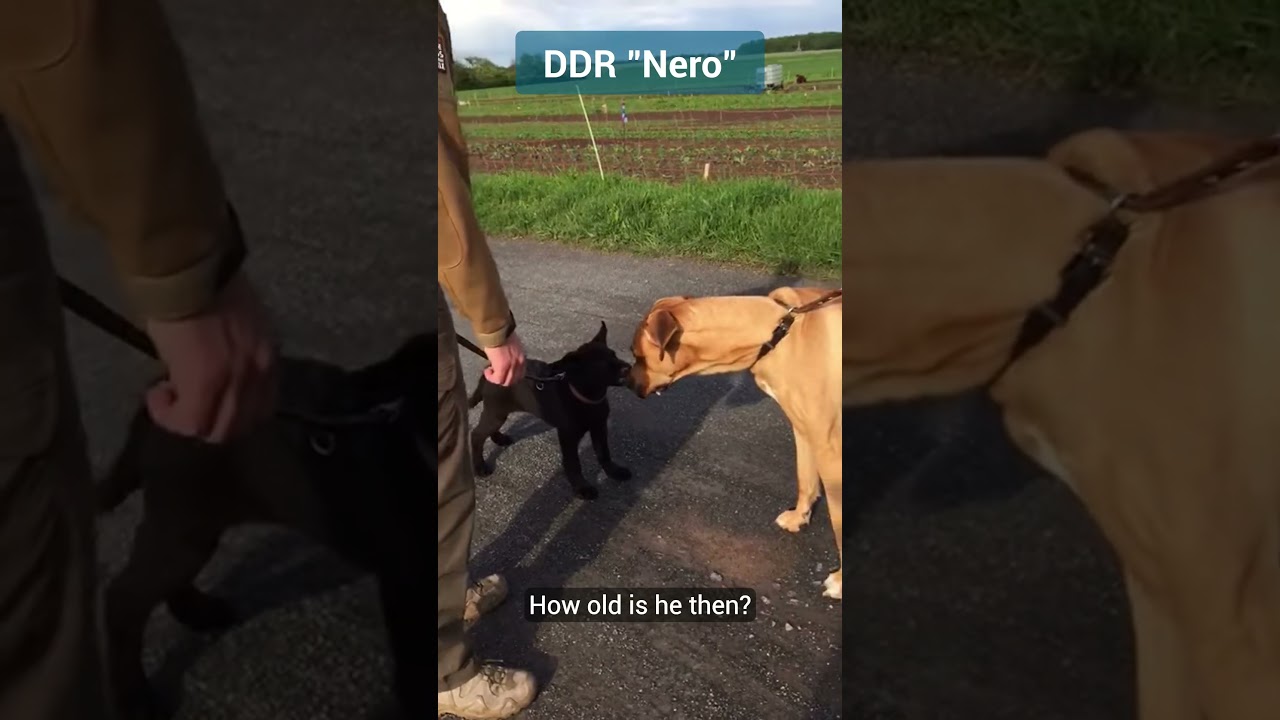 Nero DDR Dogs: Naturally Aggressive 🐕