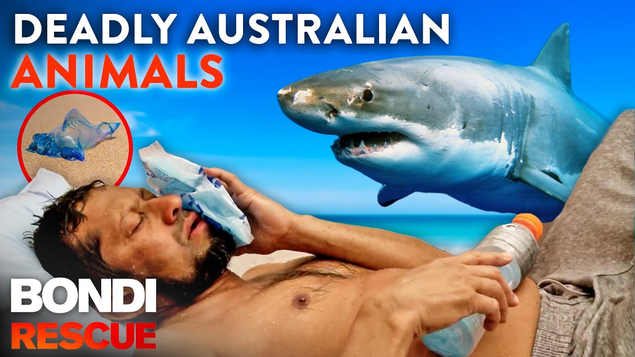 Crikey! Top 9 Dangerous Australian Animal Encounters
