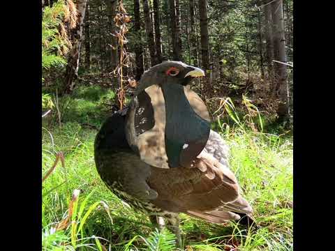 ГЛУХАРИ #лучшиепесни #песни #музыка #песнидлядуши #россия