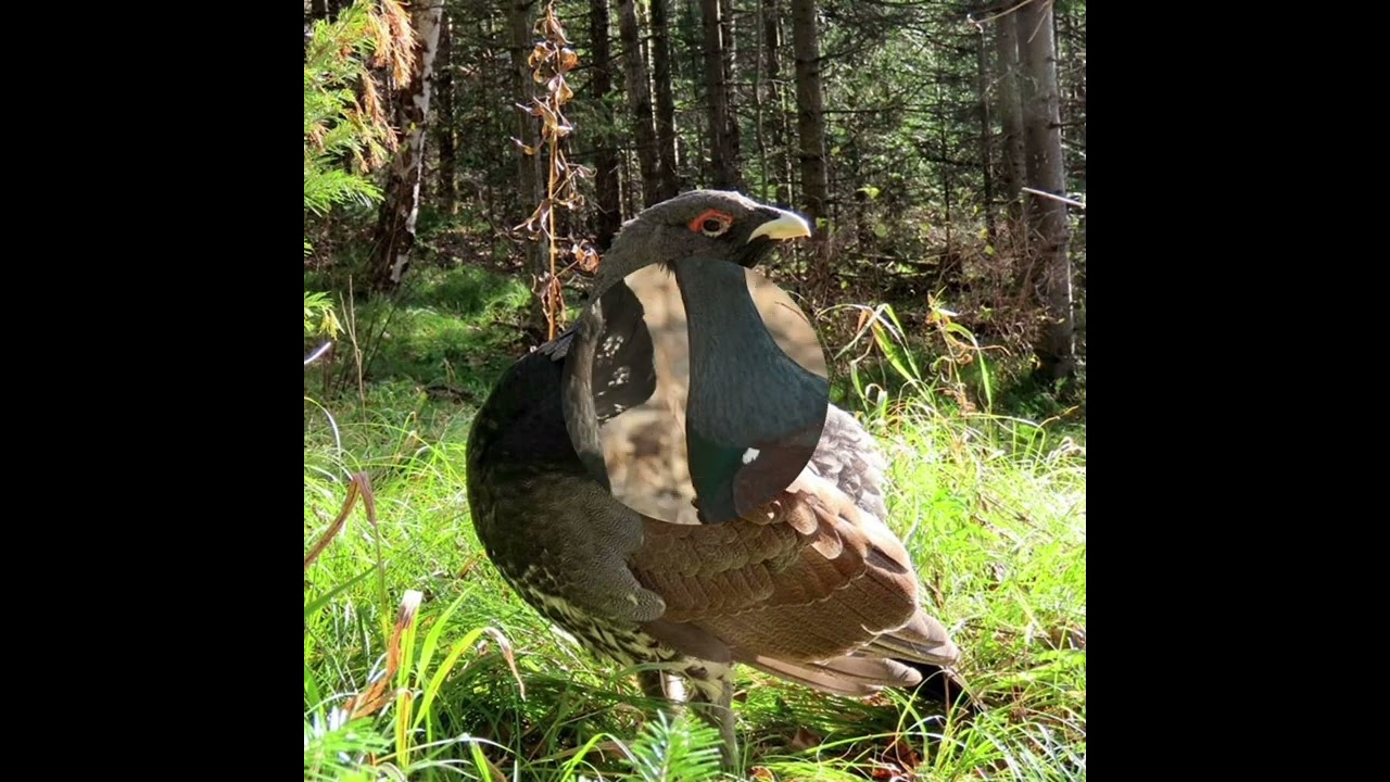 Глухари: Лучшие песни и музыка России 🎶