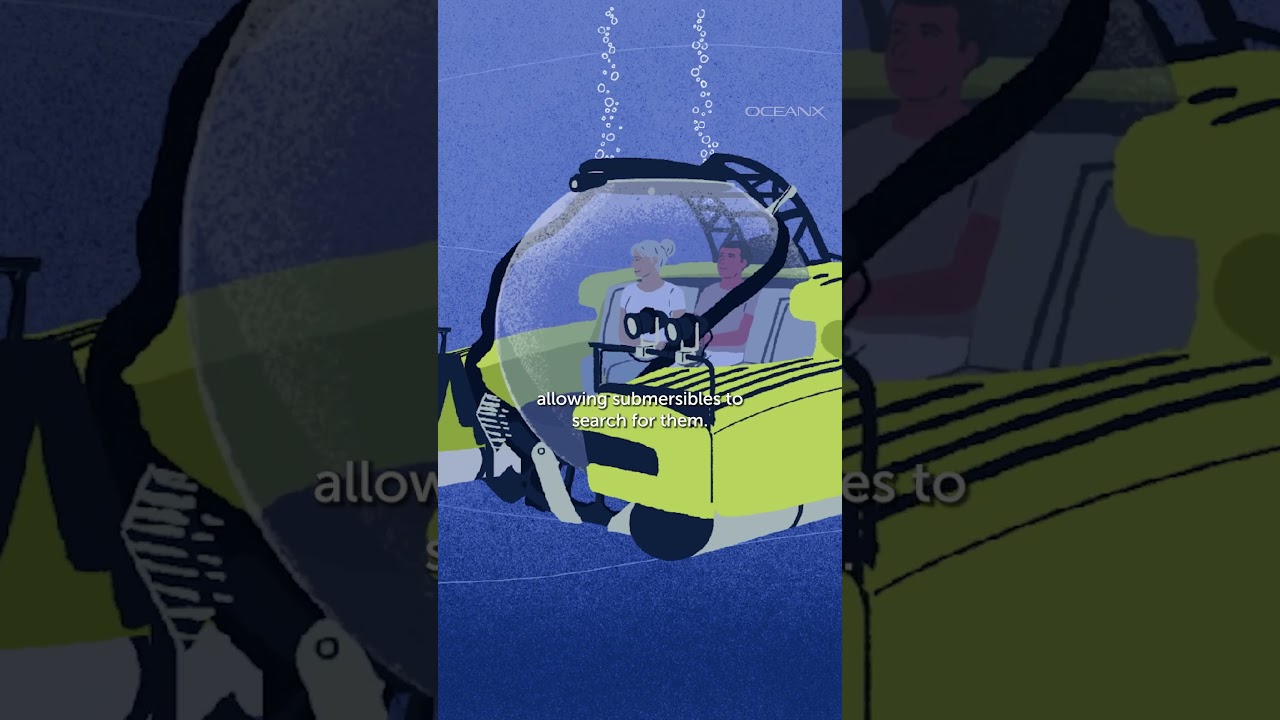 Giant vs. Colossal Squid: The Elusive Depths π¦