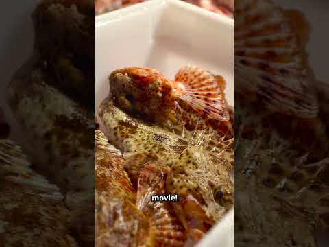 Living Fossil Discovered! The Coelacanth's Shocking Comeback #shorts