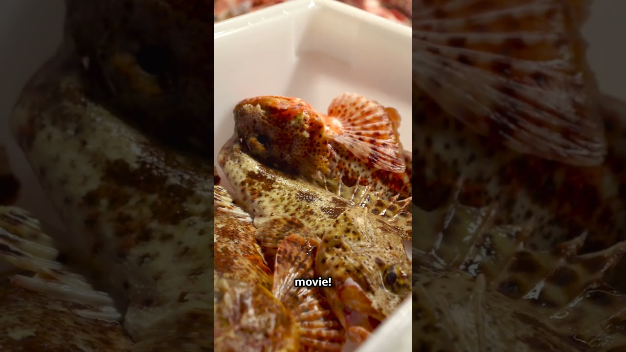 Living Fossil Coelacanth Makes Stunning Return 🐟