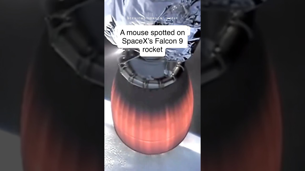 Mouse on SpaceX Falcon 9? Viral Clip Sparks Debate 🐭