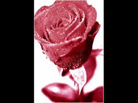 Yal Warda Habib chinkaoui