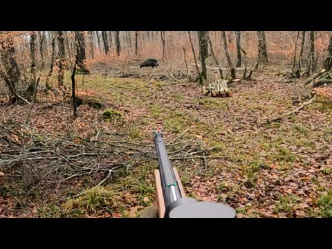 CHASSE EN BATTUE (cerf, chevreuil, sanglier)