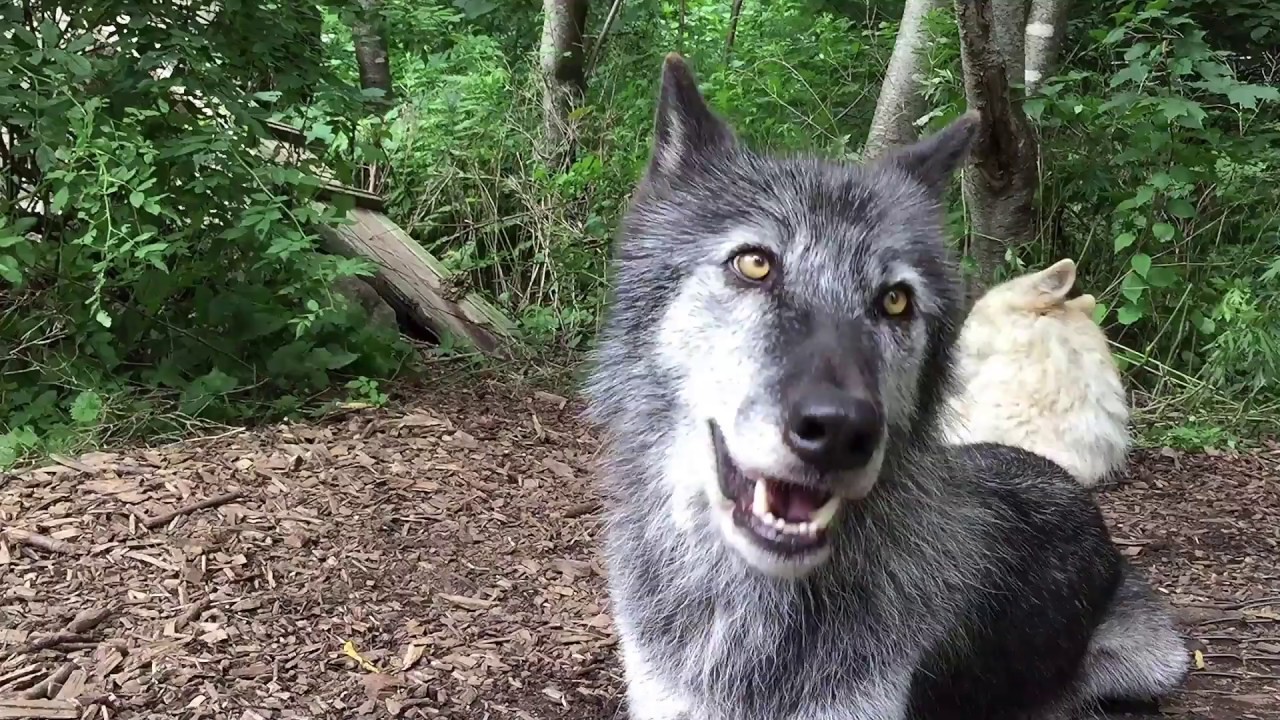 Wolves Sing for Joy 🎶