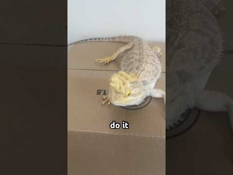 Day 129 of balancing things on Drago’s head!@Saitama-o6l2h @vrnstuff_zh5en